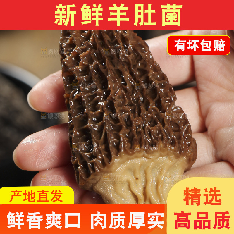 手里拿着羊肚蘑