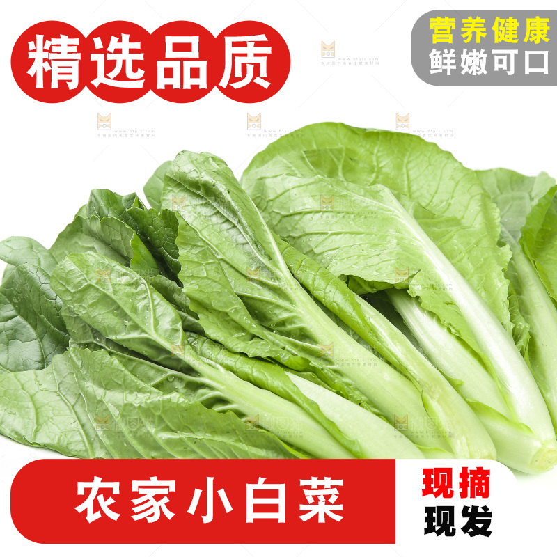 白底上的四季小白菜