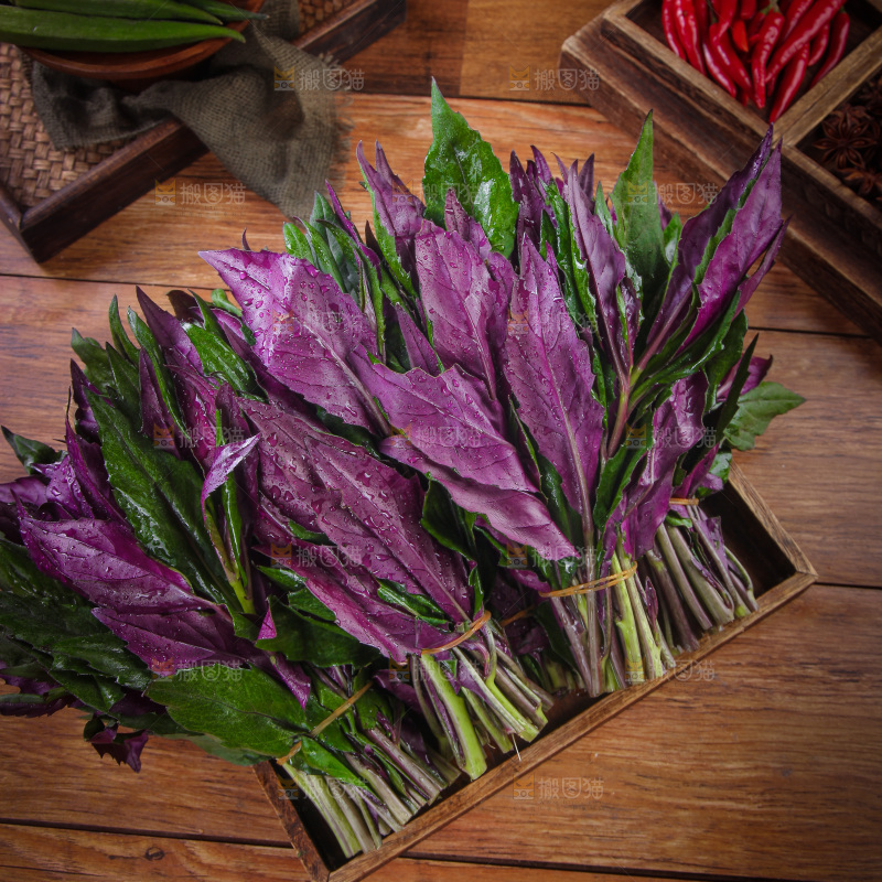 木底上放着一盘紫背天葵