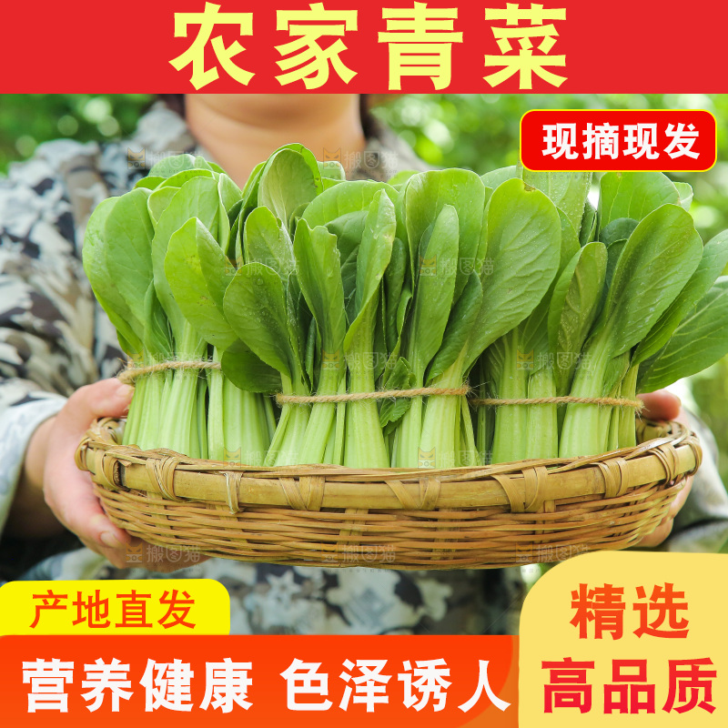 手里端着一篮新鲜青菜
