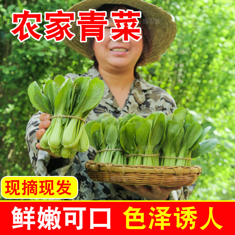 手里拿着上海青