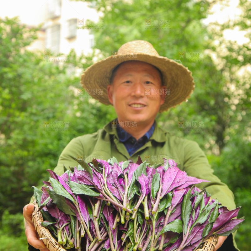 手里端着一篮紫背天葵