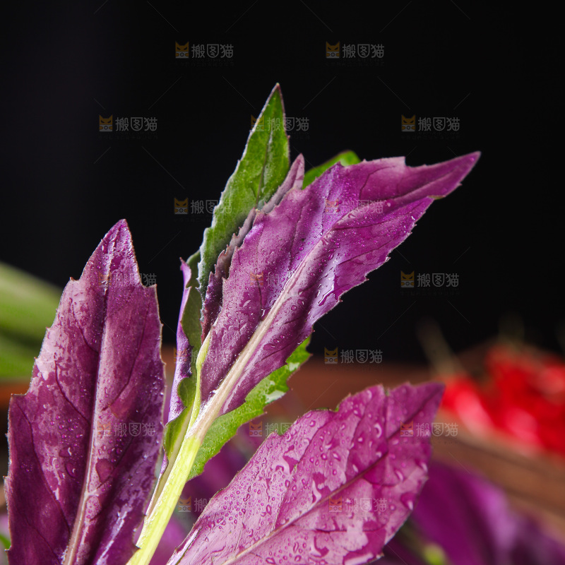 手里拿着红玉菜