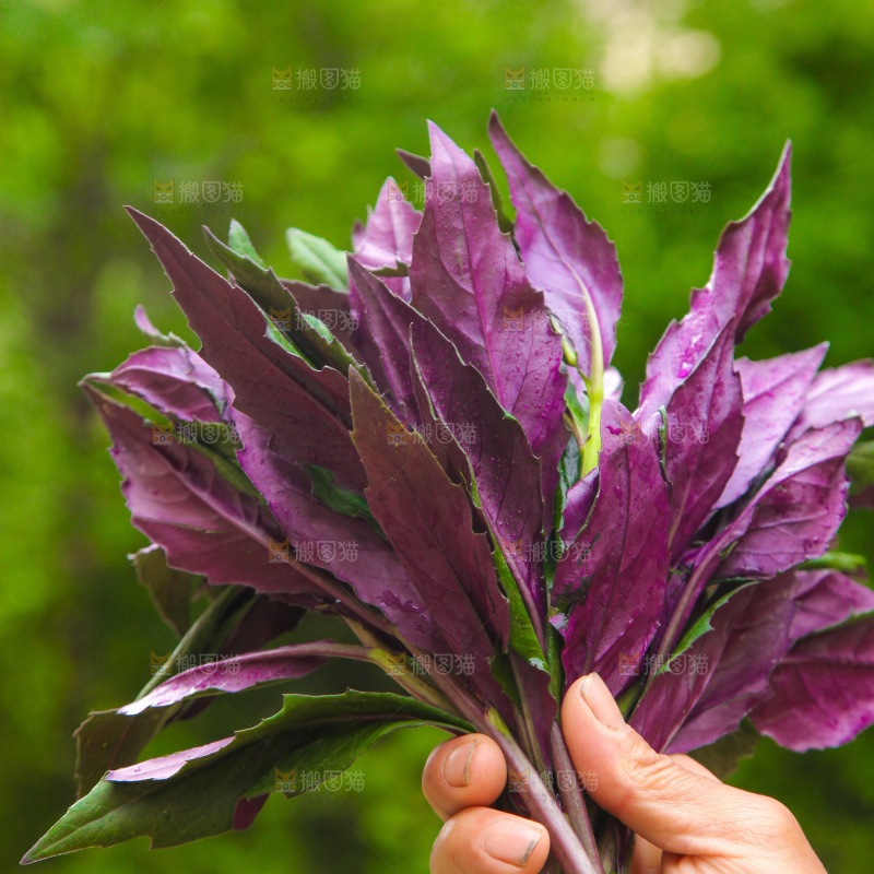 手里拿着紫背天葵