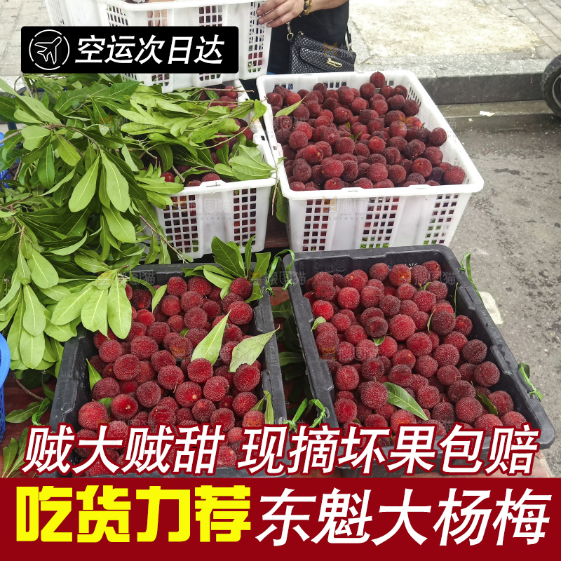 新鲜的东魁大杨梅