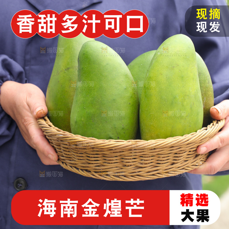 手里端着一篮青皮金煌芒