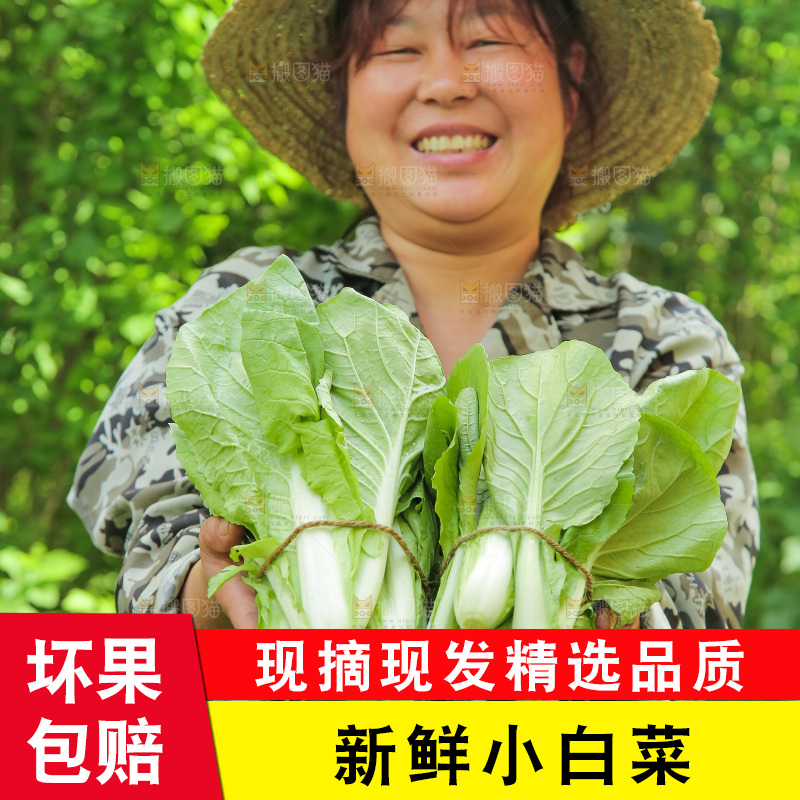 手里拿着小白菜
