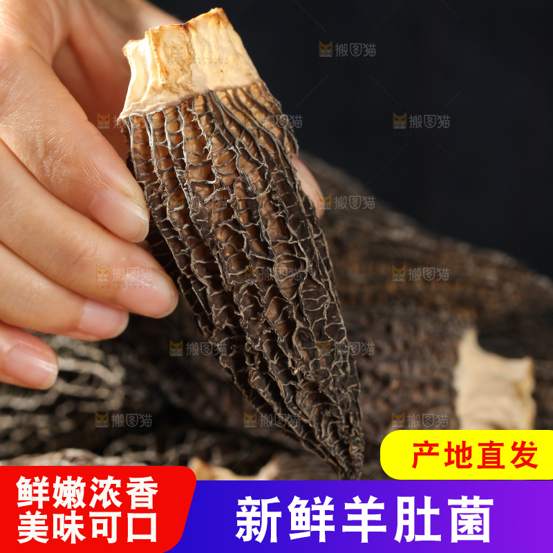 手里拿着羊肚菇