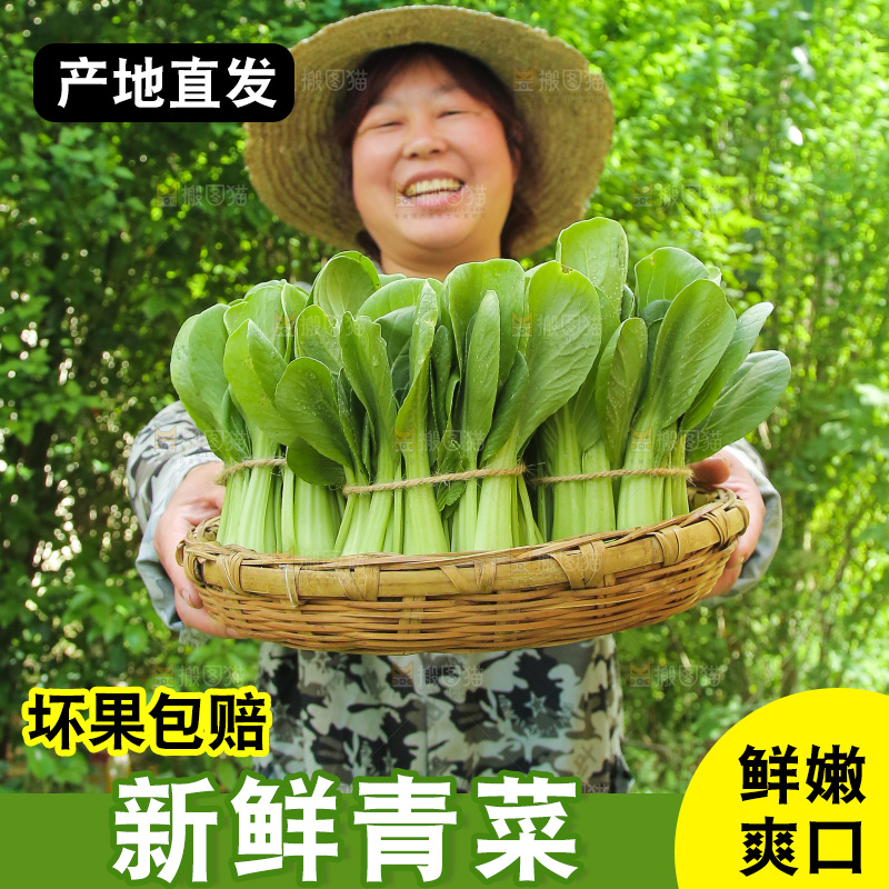 手里端着一篮新鲜青菜
