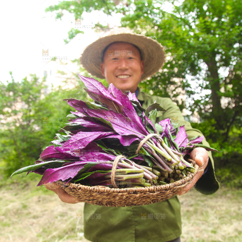手里端着一篮补血紫背菜