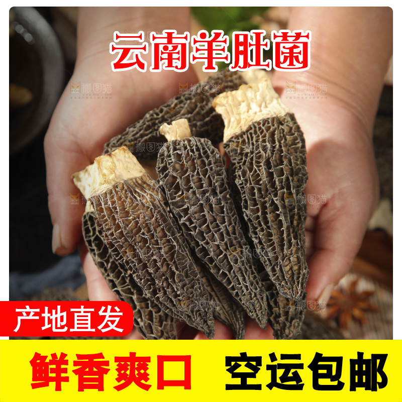 手里捧着羊肚菌