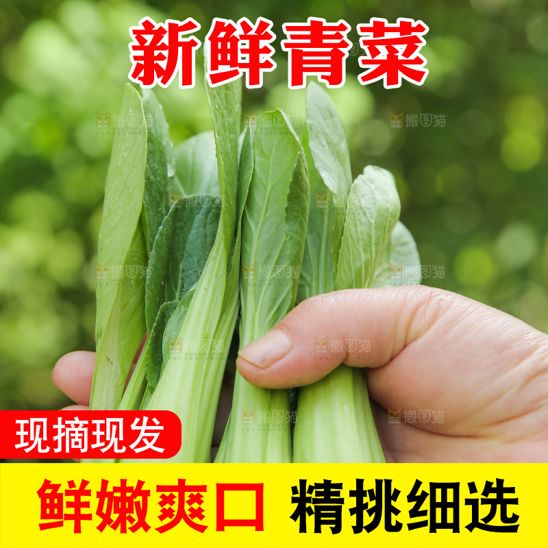 手里拿着小青菜