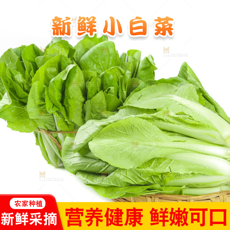 白底上的四季小白菜