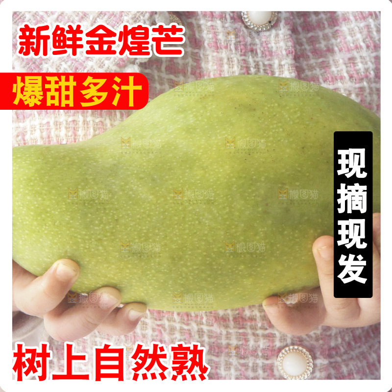 手里拿着大金煌芒