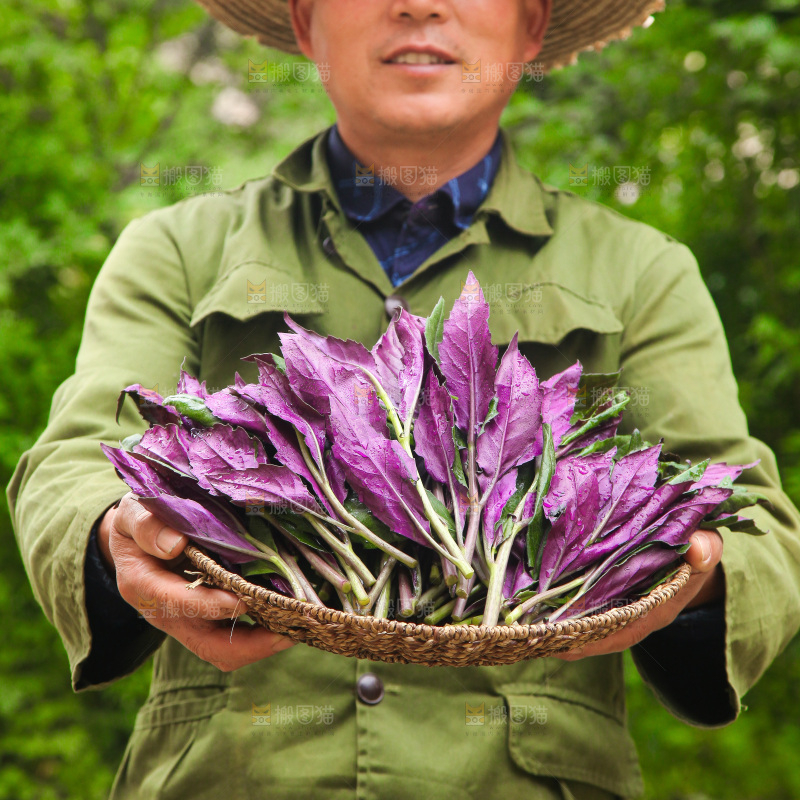 手里端着一篮紫背天葵