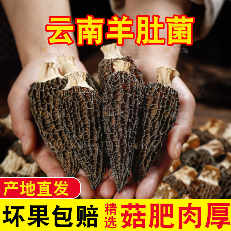 手里捧着羊肚菇