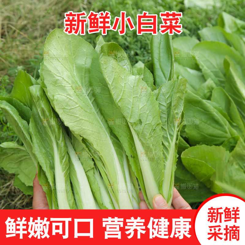 手里拿着奶油小白菜