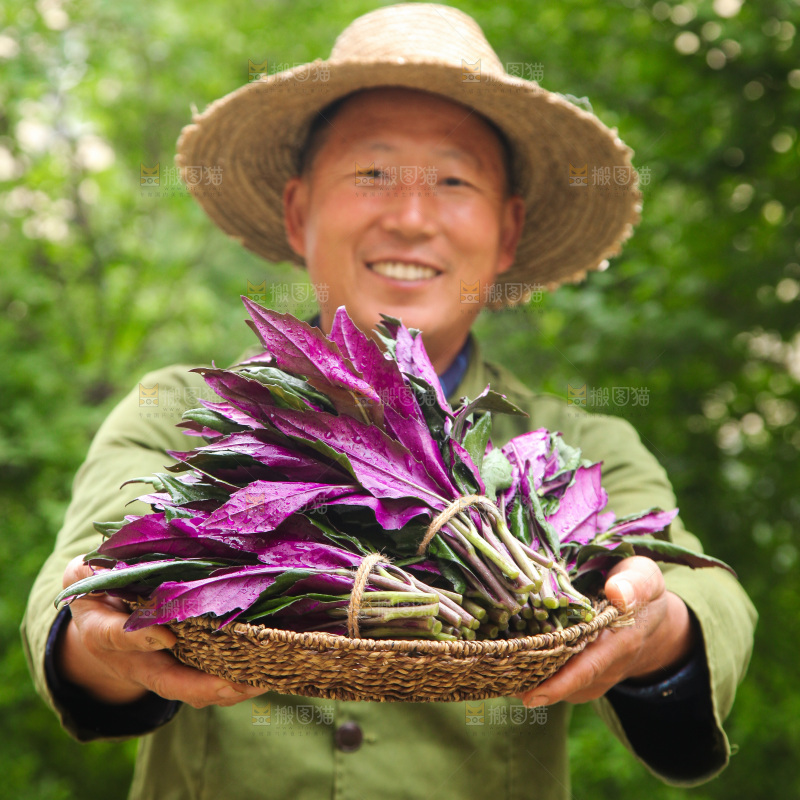 手里端着一篮补血紫背菜