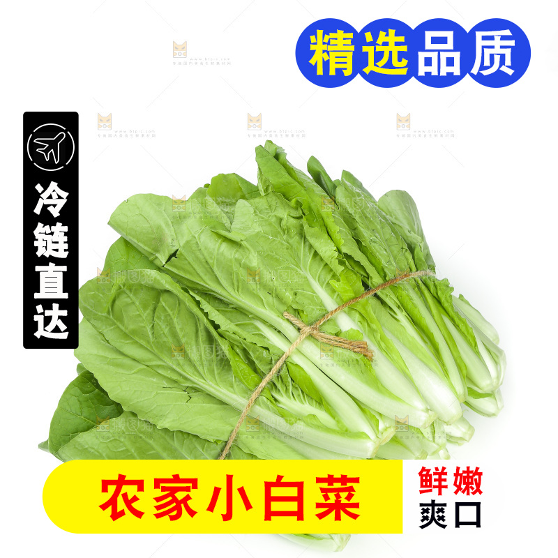 白底上放着一捆新鲜小白菜