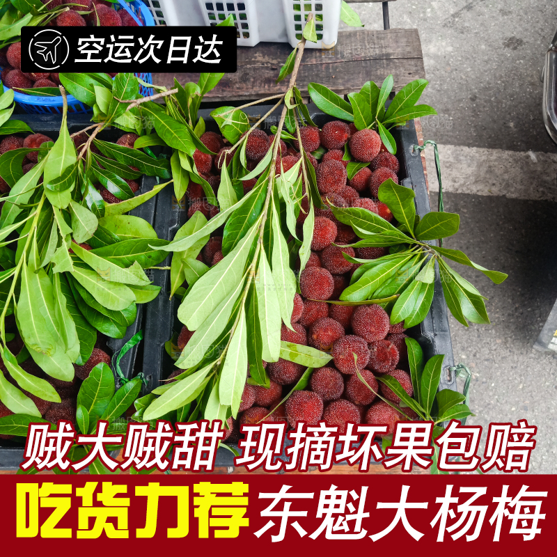 新鲜采摘的东魁杨梅