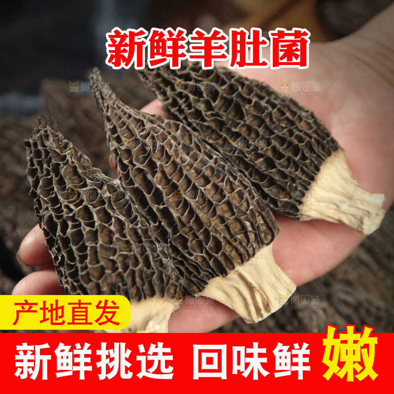 手里拿着羊肚菇
