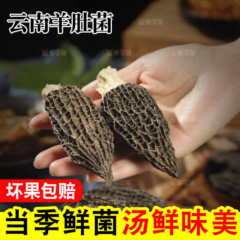 手里拿着干羊肚菌