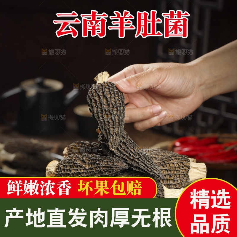 手里拿着羊肚菇