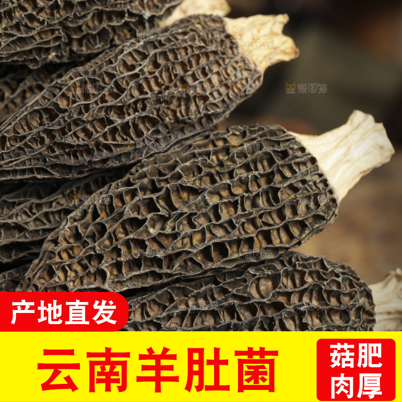 一堆干羊肚菌