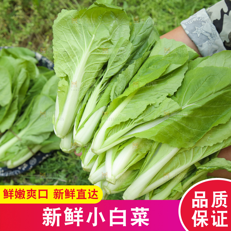 手里捧着小白菜
