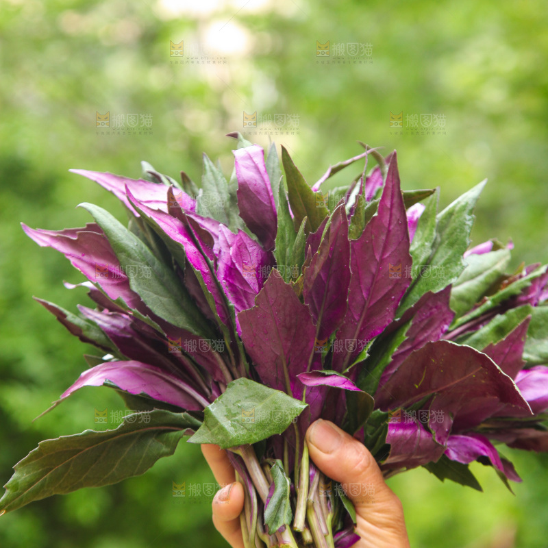 手里拿着血皮菜