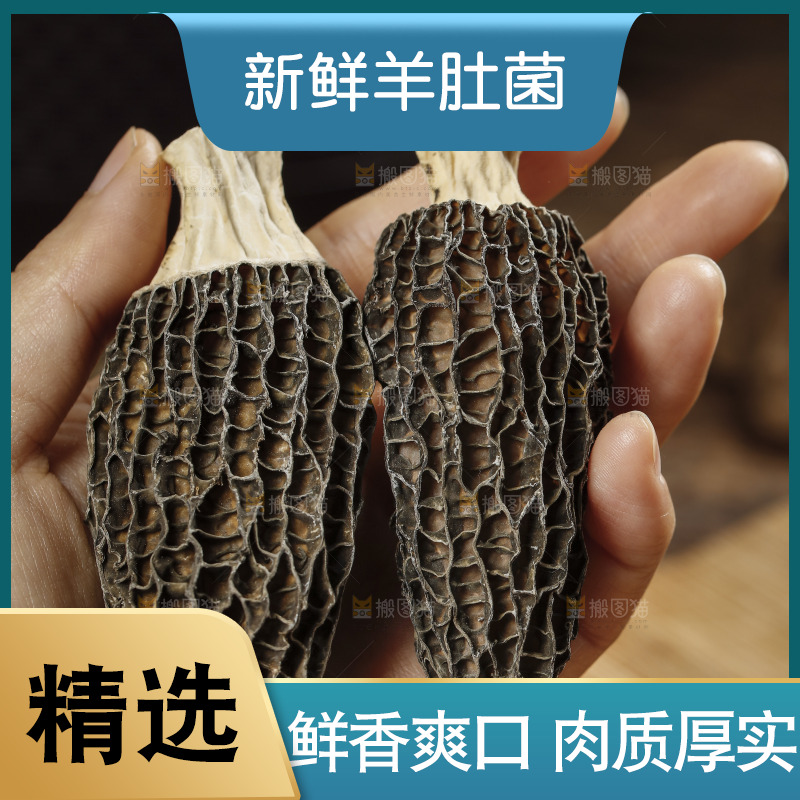 手里拿着有柄羊肚菌