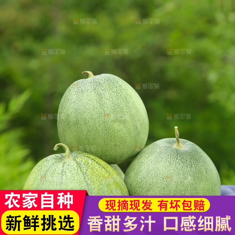手里捧着绿宝甜瓜