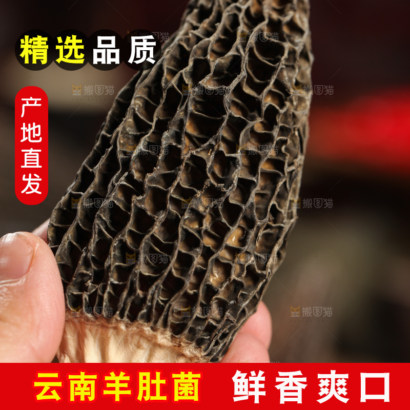 手里拿着干羊肚菌