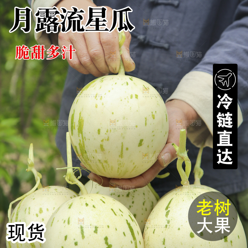 手里拿着月露蜜瓜
