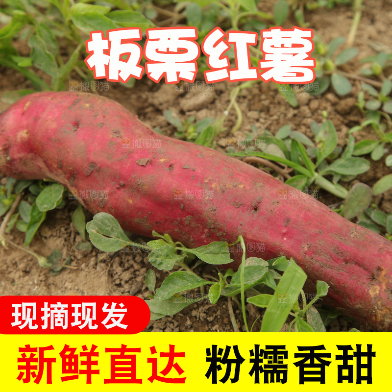新鲜的板栗红薯