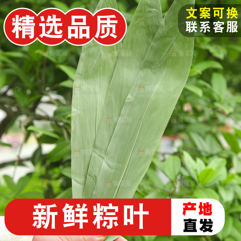 手里拿着粽叶
