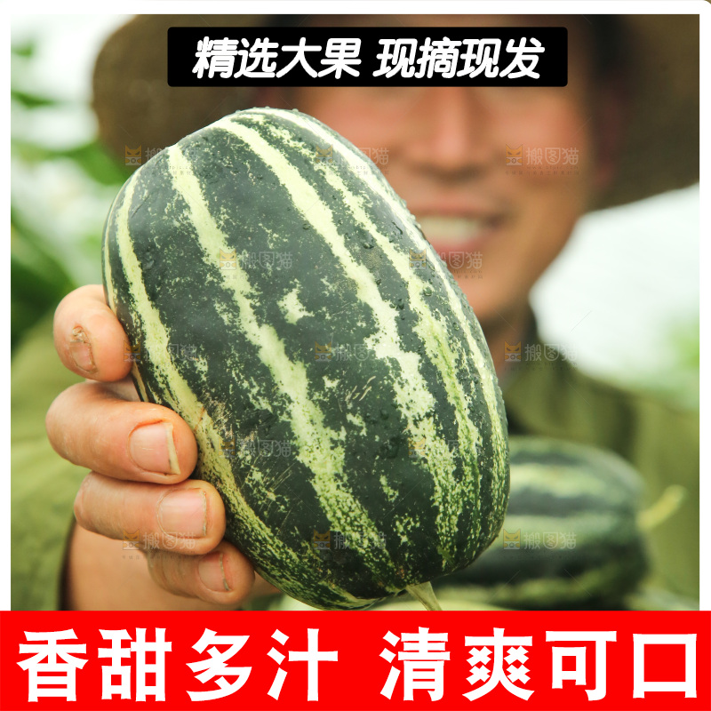 手里拿着博洋9号甜瓜