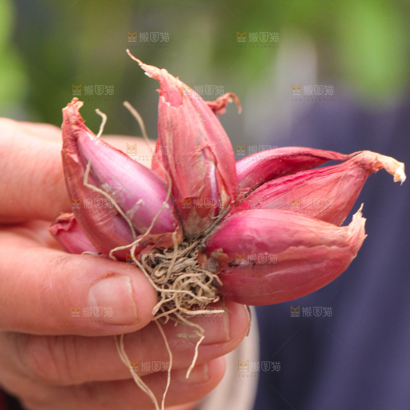 手里拿着香葱头