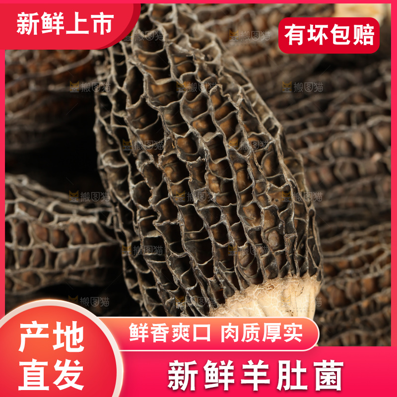 羊肚菌纹理