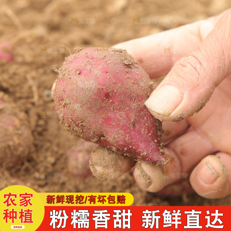 手里拿着小香薯