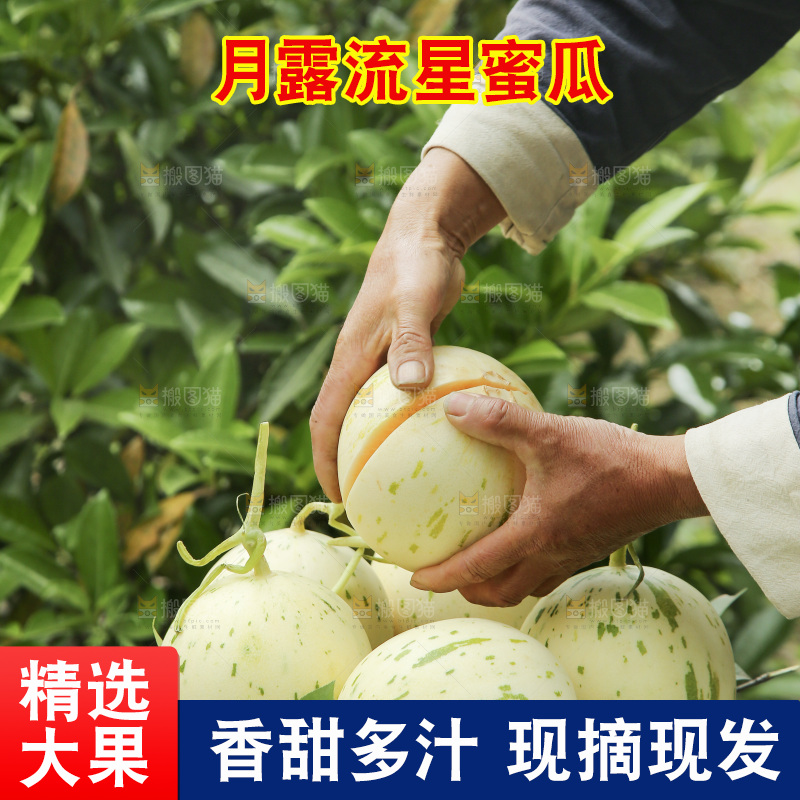 手里拿着月露蜜瓜