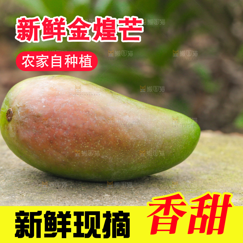 石板上放着金煌芒果