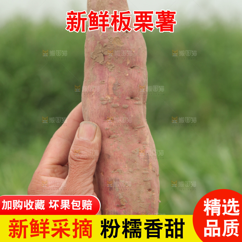 手里拿着板栗红薯