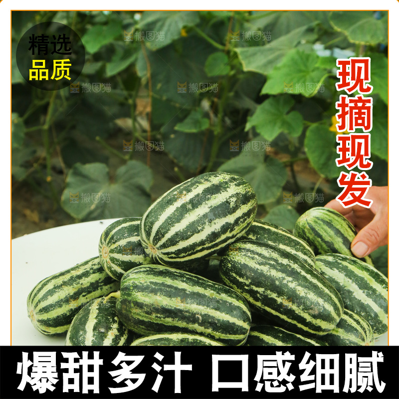 一堆新鲜博洋9号甜瓜