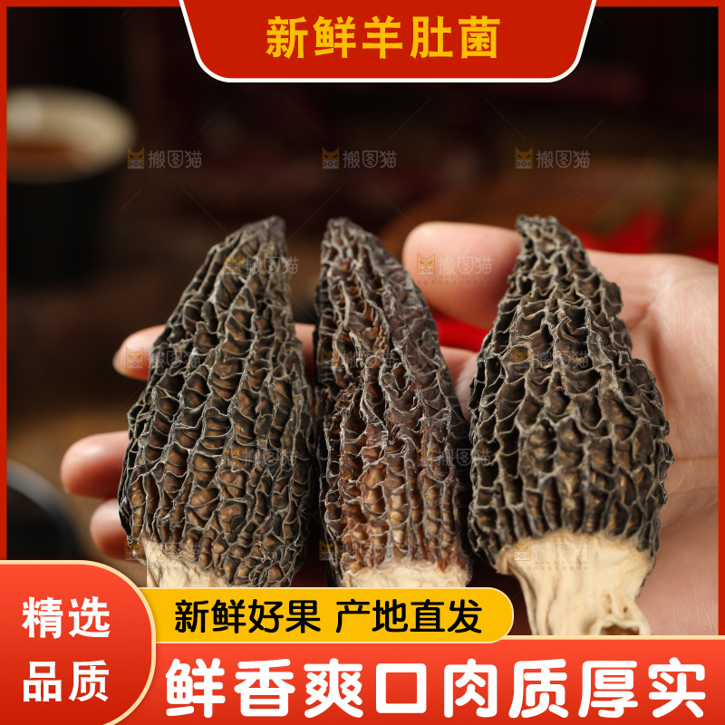 手里拿着云南羊肚菌