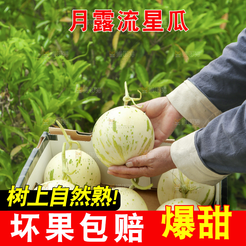 手里捧着月露流星瓜