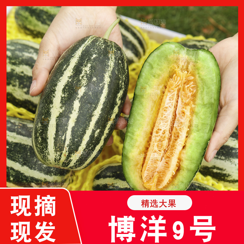 手里拿着博洋9号