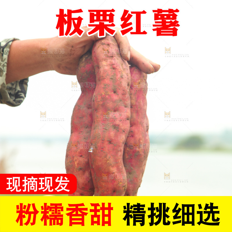 手里拿着板栗薯