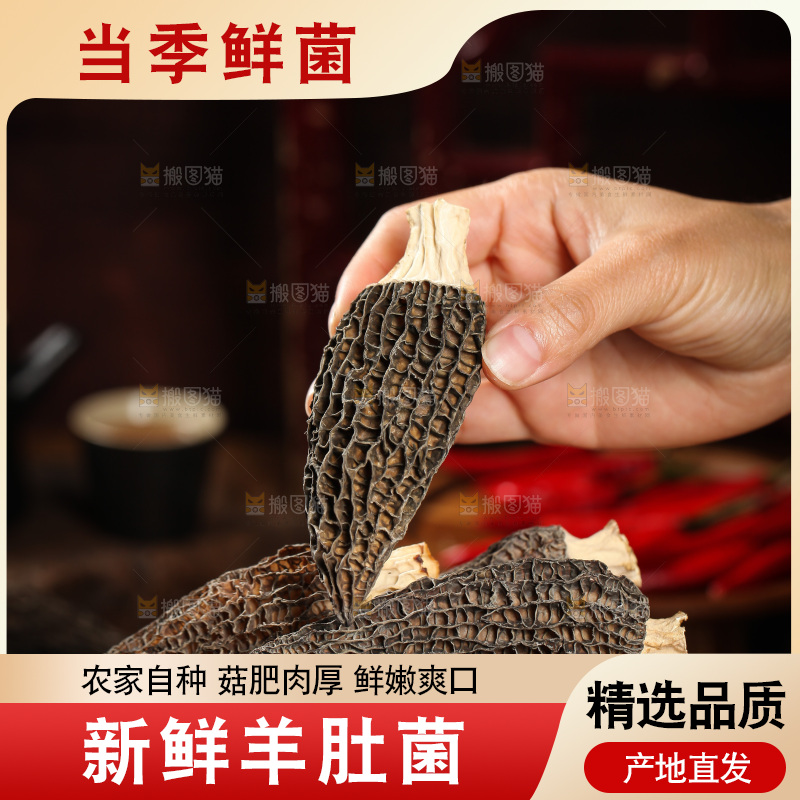 手里拿着云南羊肚菌