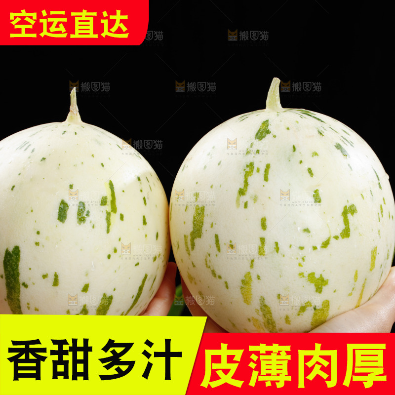 手里拿着白露流星蜜瓜